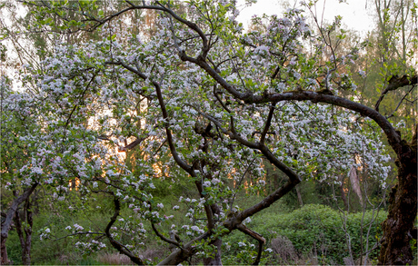 Appelboomgaard