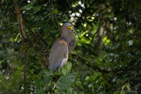 Bare throated tiger heron