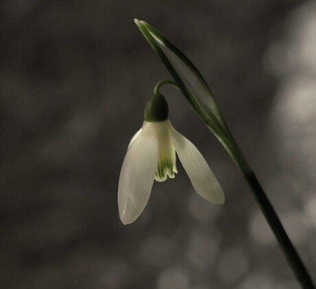 Sneeuwklokje