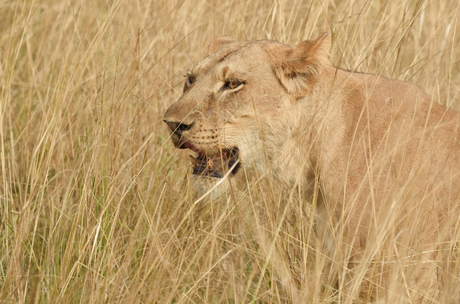 Leeuwin - Uganda
