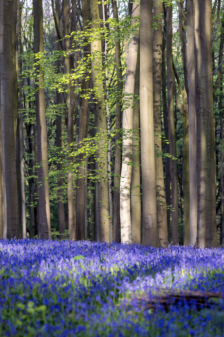 Hallerbos