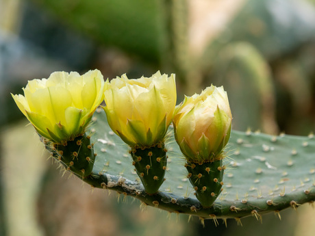 Cactus in bloei