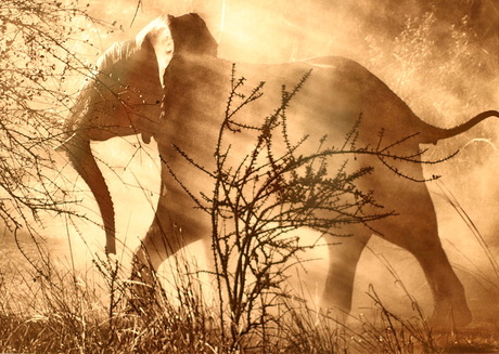 Genesis Sebastiao Salgado.