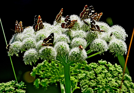 Insecten tuin