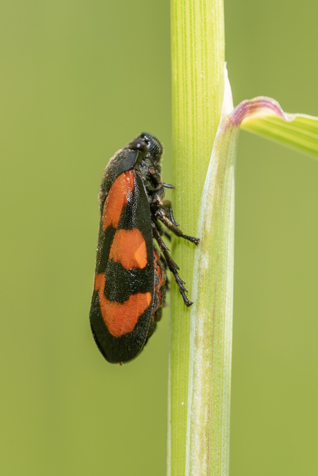 Bloedcicade