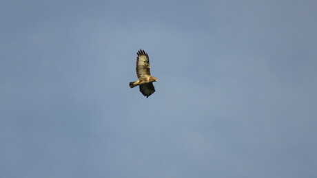 Buizerd hoog cirkelend