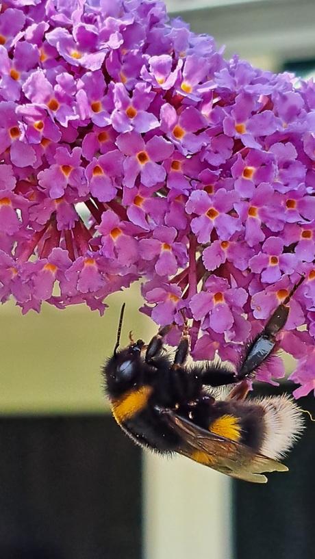 Grote dikke hommel