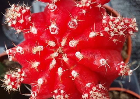Kruipende spinnetjes?????