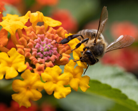 Bij op bloem