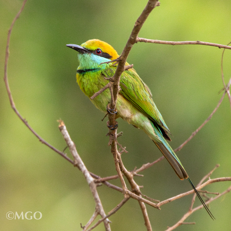 Bijen eter in Sri Lanka