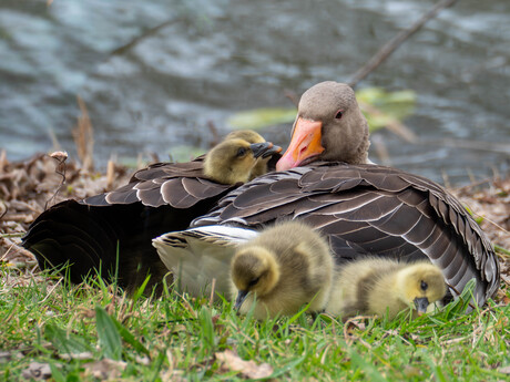 Onder moeders vleugels