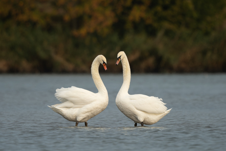 Zwanen