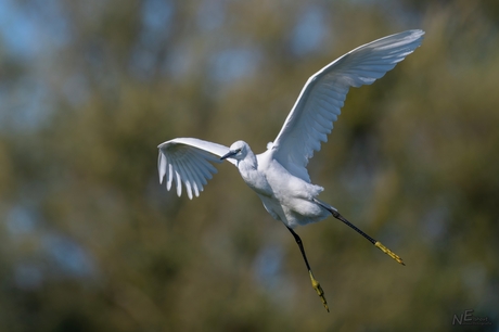 Kleine zilverreiger zet landing in.