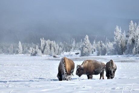 Yellowstone Winter Vibes
