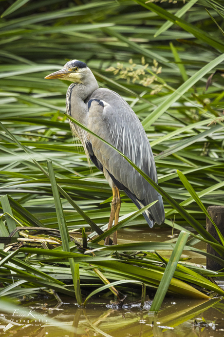 De Blauwe reiger