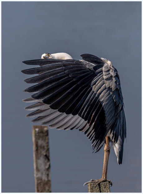 Reiger.