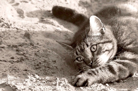 Sable et soleil.