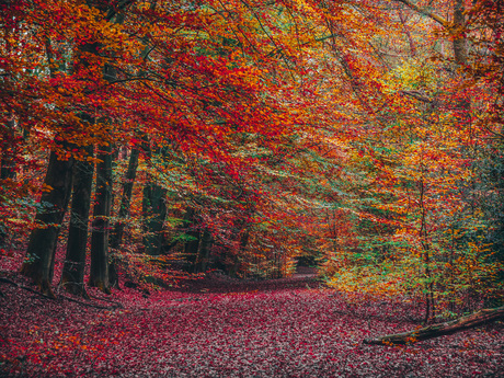 de keuren van de natuur