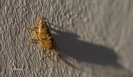 Cicada