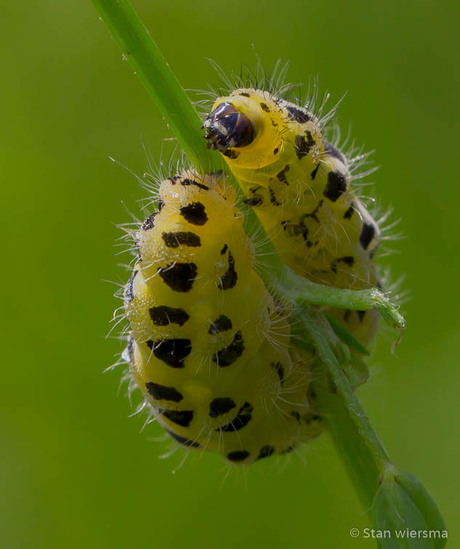 Rups van de Sint Jansvlinder