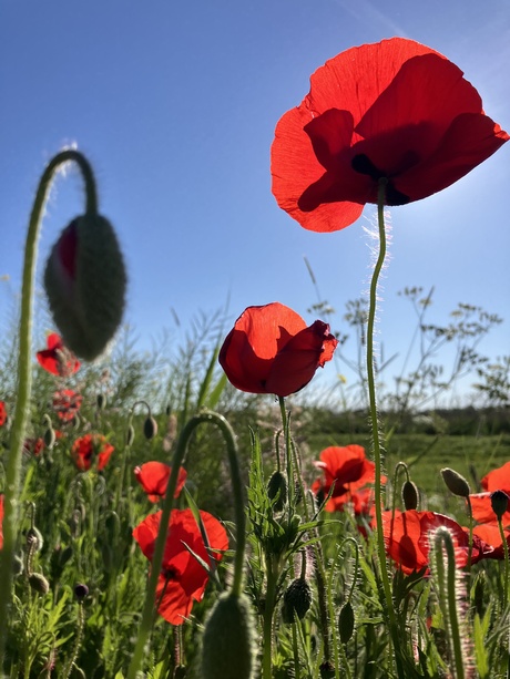 Klaproos = lente (2)