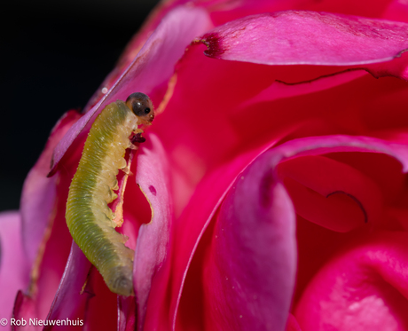 #summermacro