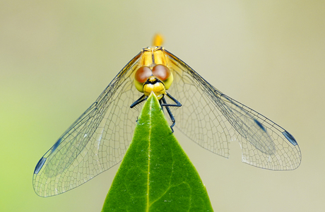 Kijk mij eens recht in mijn oogjes