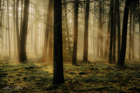 Licht in het bos