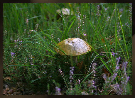 Stukje herfst 2