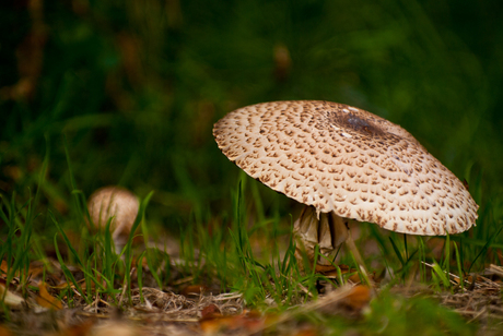 Misschien wat vroeg maar vanmorgen mijn eerste paddestoelen van het jaar gefotografeerd.