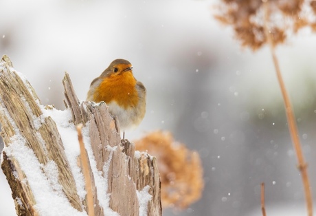 Roodborstje in de sneeuw