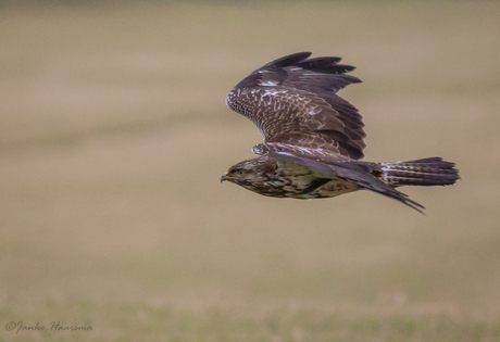 Buizerd