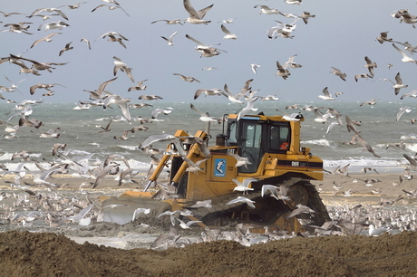 Bulldozertje omsingeld door `the birds`