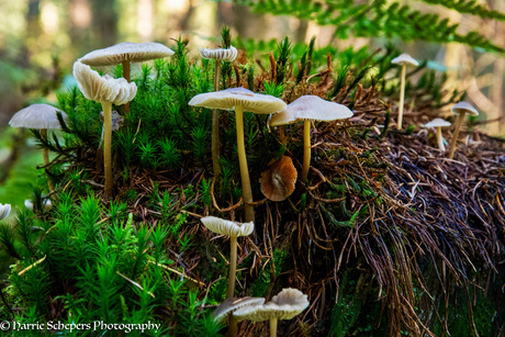 Paddenstoelen 🍄 op een boomstronk