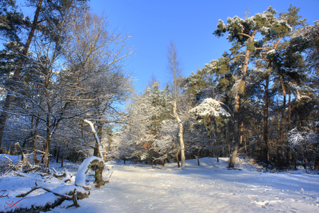 Sneeuw in het bos