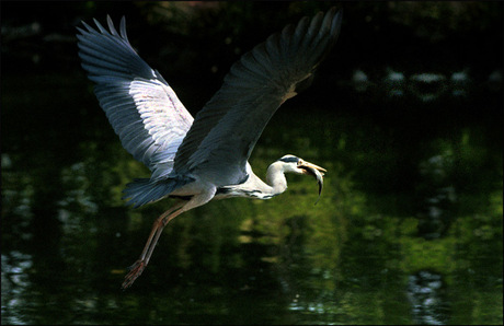 Reiger met vis