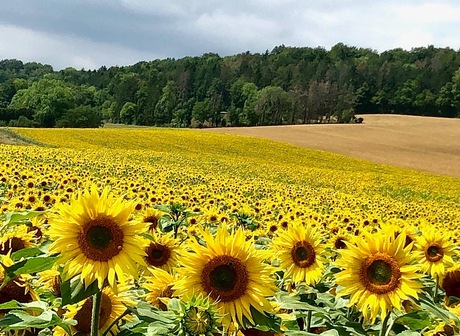 Zonnenbloemen