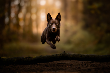 Catch me if you can 🐾