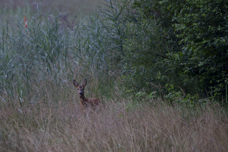 In de vroege morgen 