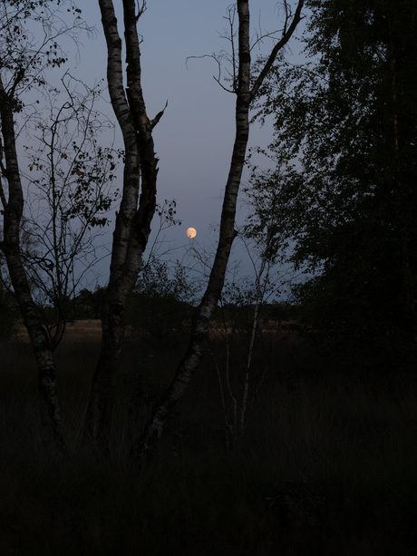 de maan schijnt door de bomen