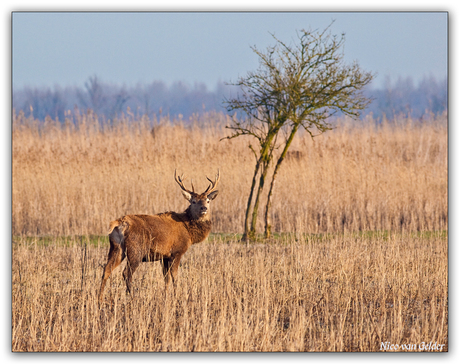 Edelhert in de OVP