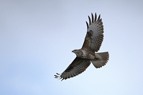 Buizerd