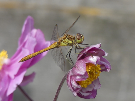 Steenrode heidelibel