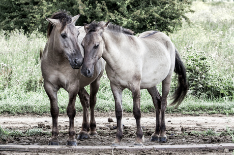 Konik Paarden