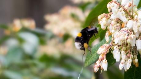 Plassende hommel