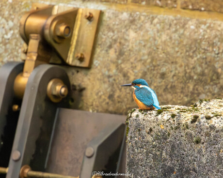 Ijsvogel wachtwoord op een visje