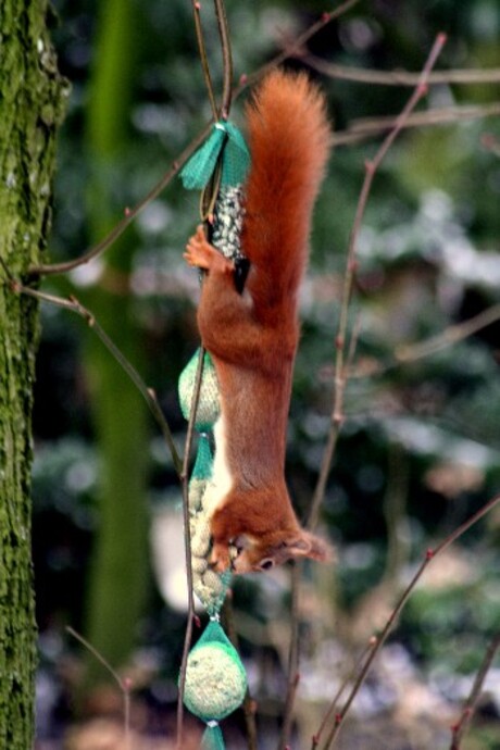'Hanging Squirrel'