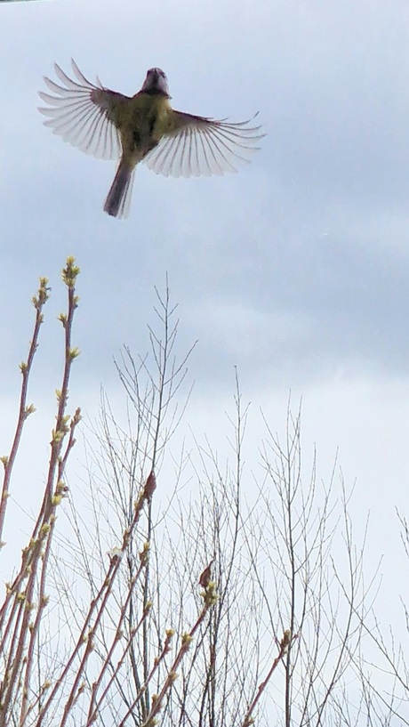 Pimpelmees in vogelvlucht 