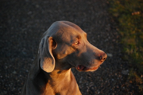 Hond in ondergaande zon