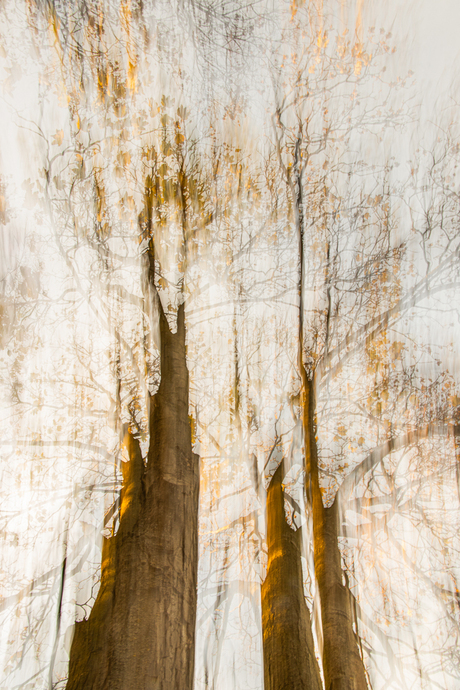 Schitteren in de avondzon.